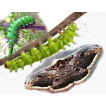 Giant Peacock Moth Pyri  EGGS at SPECIAL PRICES!
